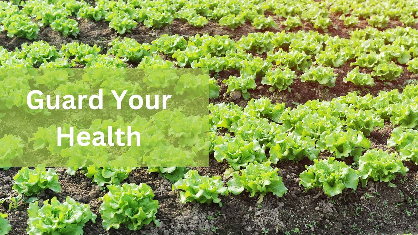 How To Clean Lettuce From The Garden