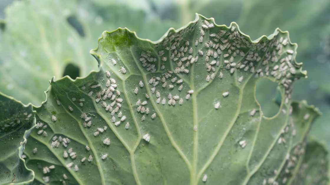 Best organic pest control for vegetable garden of 2024