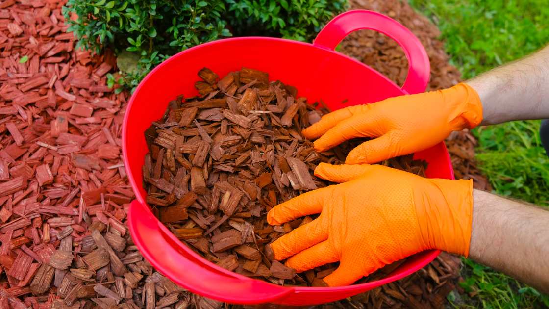 The 10 Best Mulch For Azaleas of 2024