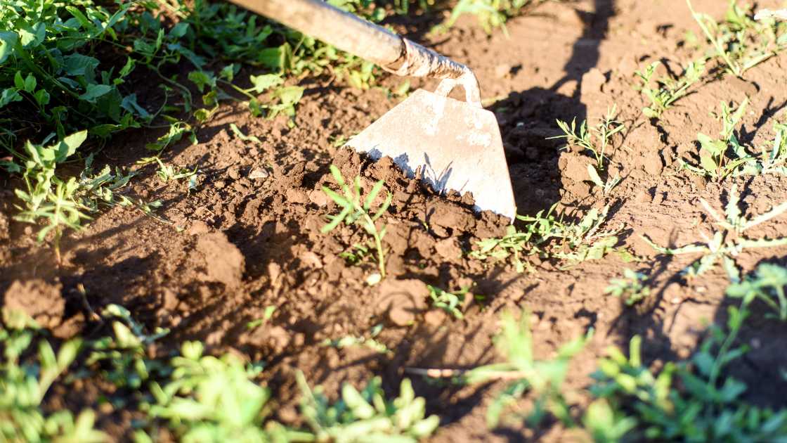 30+ Essential Hoes for Your Gardening Arsenal: Tools for Cultivating Success