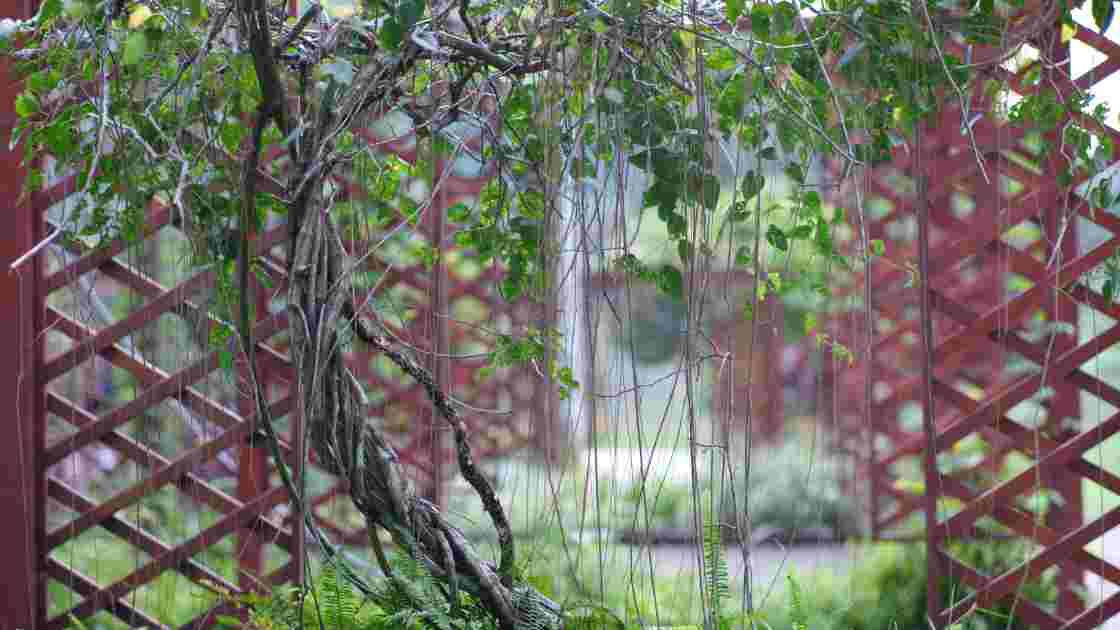 Best Garden Trellises