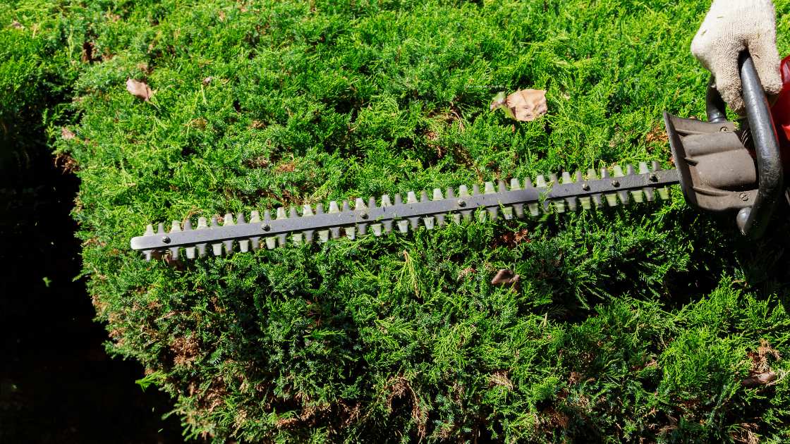 Best Hedge Trimmers