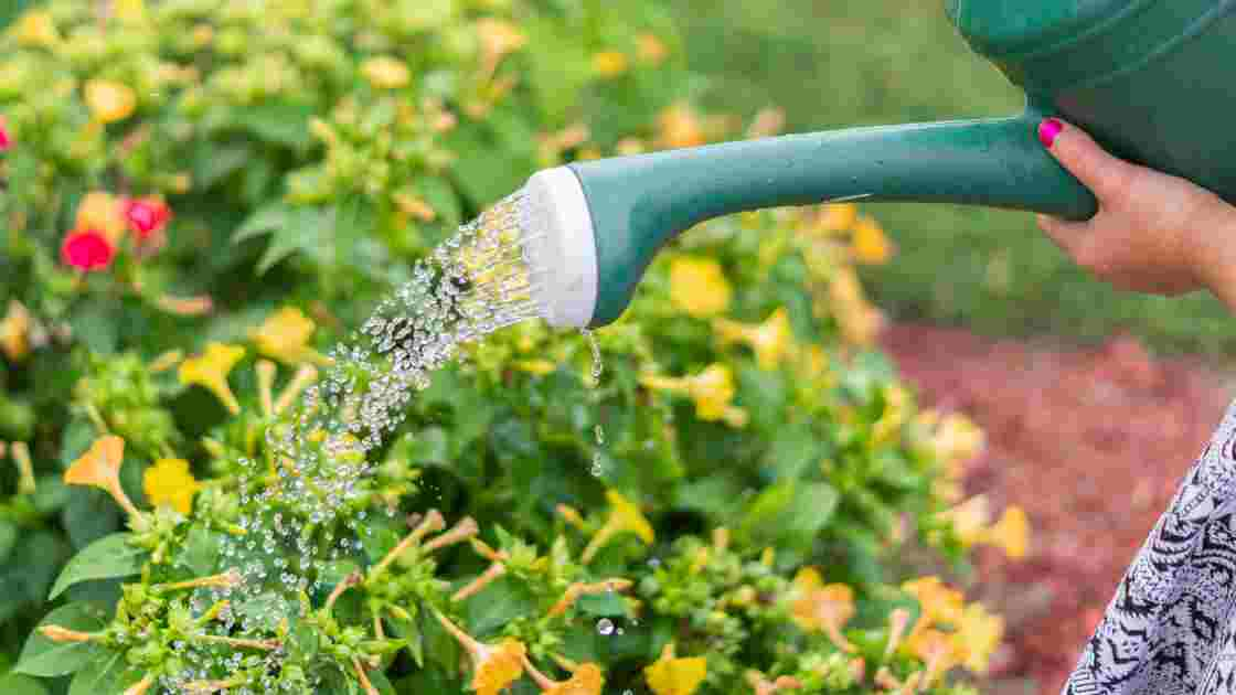 Best Watering Cans of 2024: Keep Your Garden Hydrated