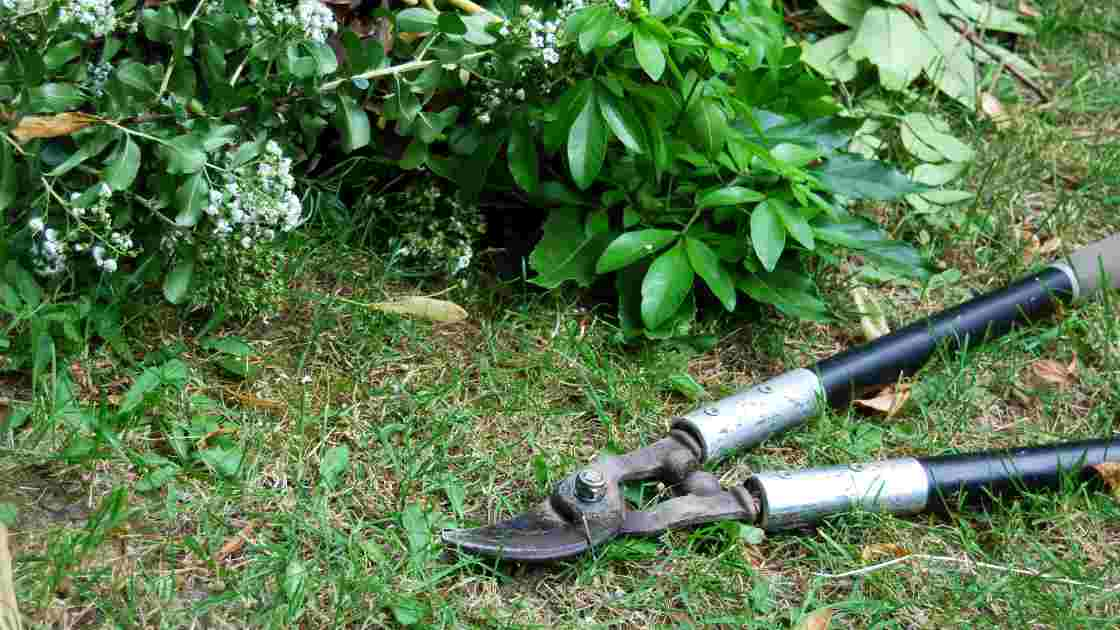 Master Pruning: Discover the Best Loppers for Perfect Cuts