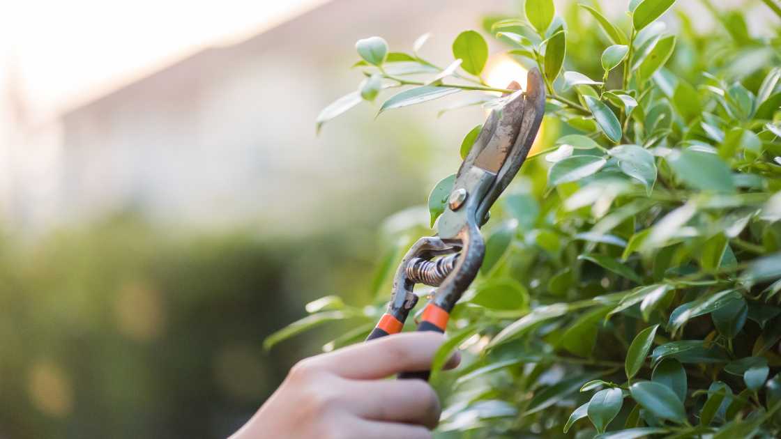 Precision Pruning: Best Shears for Perfect Cuts Every Time