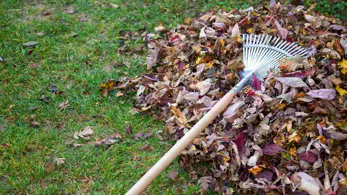 The 8 Best Rakes for a Pristine Lawn and Garden