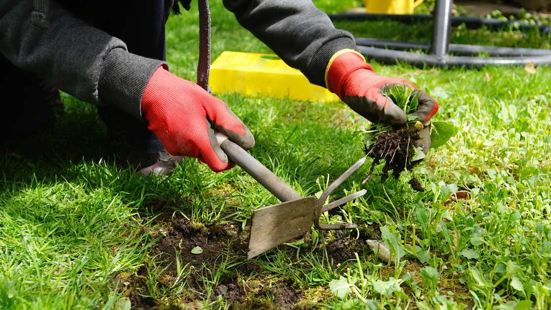 Say Goodbye to Weeds: The Best Weed Pullers of 2024