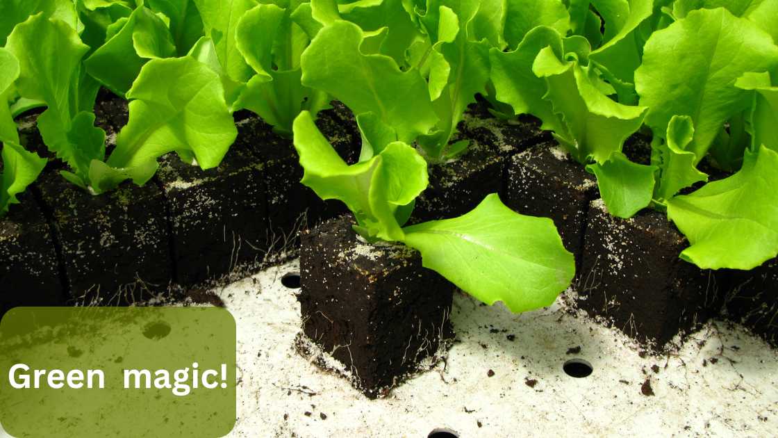 Say Goodbye to Spindly Sprouts: Fixing Leggy Lettuce Seedlings