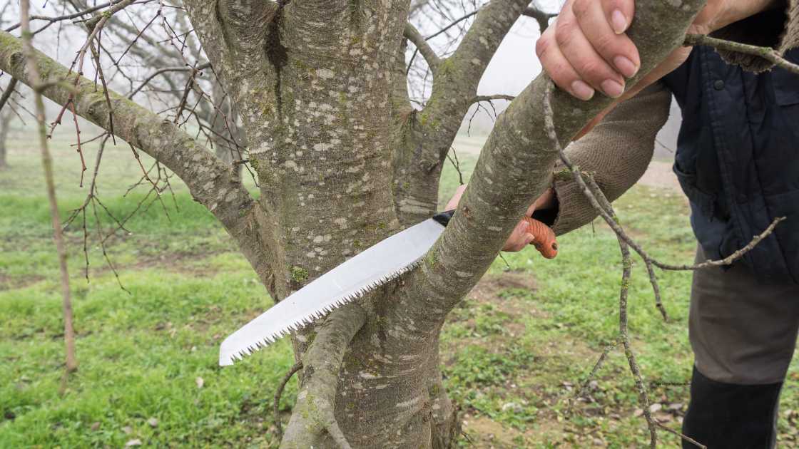 Best 10+ Pruning Saw of 2024